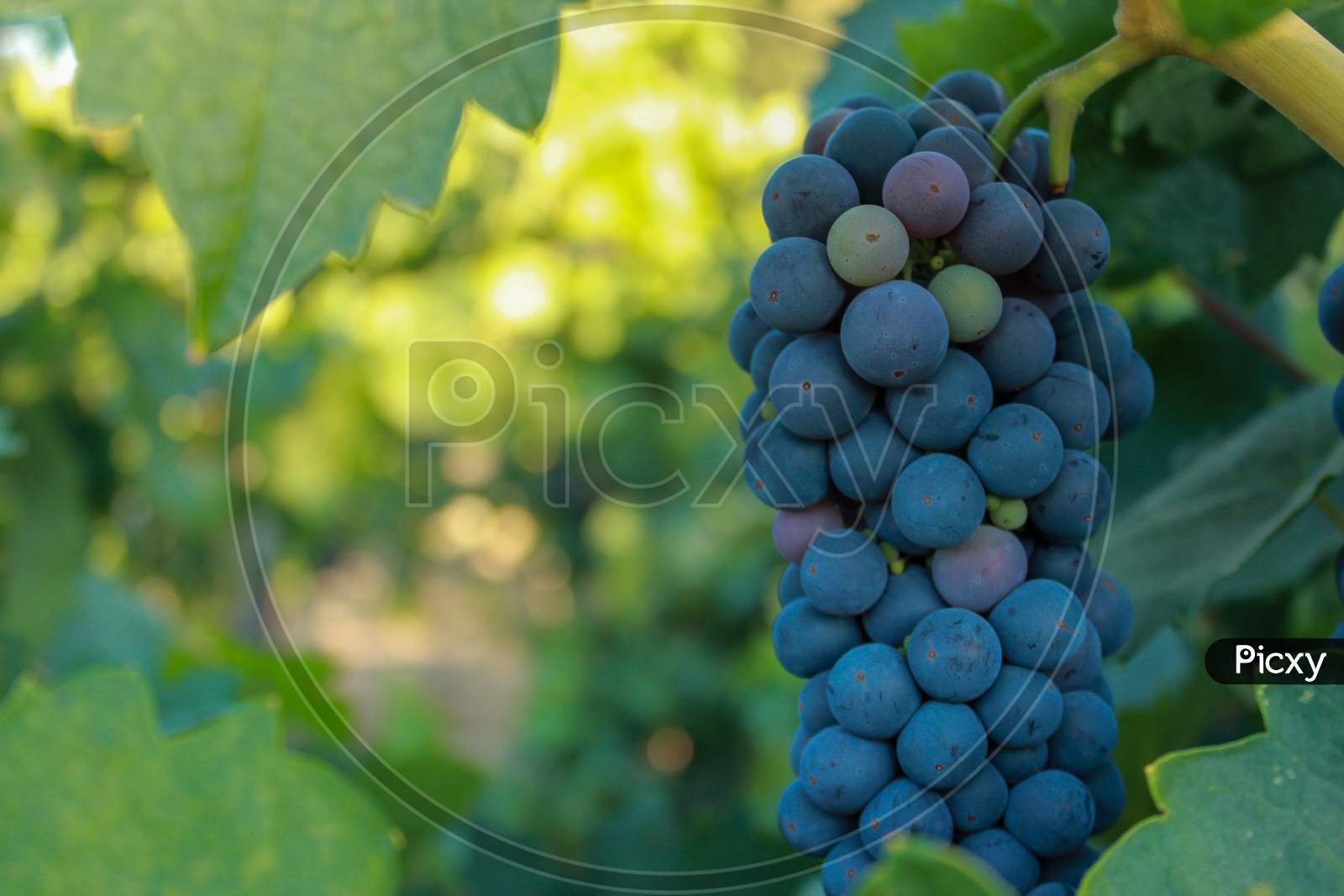 Close Up View Of Grapes In Vineyard, Napa Valley In Northern California, Usa