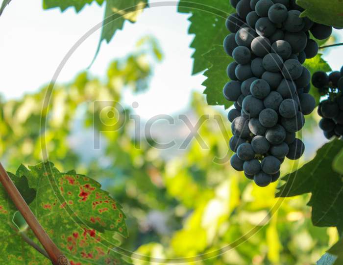 Grapes In Vineyard, Napa Valley In Northern California, Usa