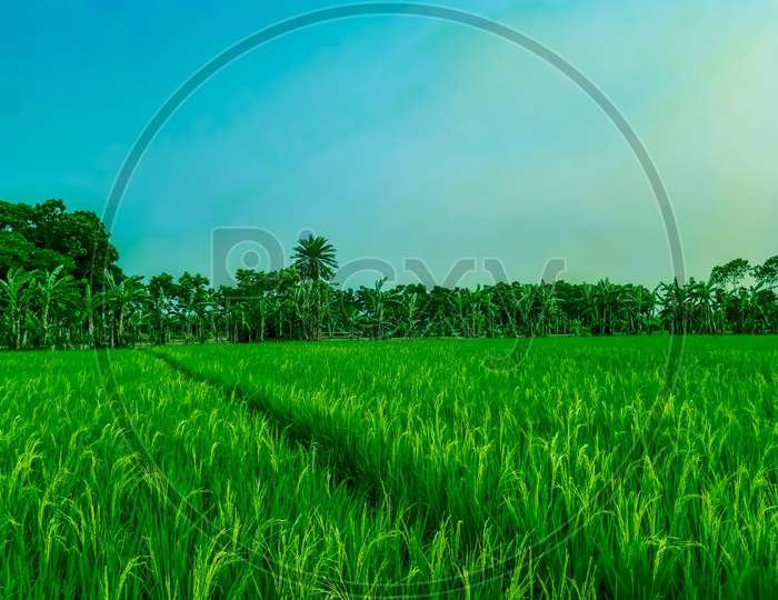 Green Paddy Land And Another Tree And Clear Blue Sky With White Cloud And Green Background.