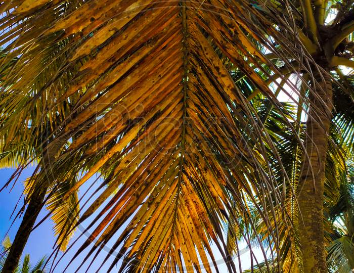 Yellow leaf of palm coconut tree