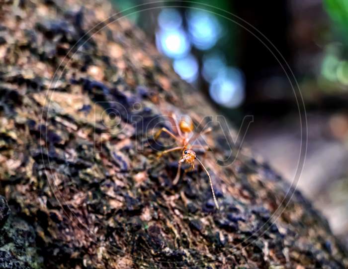 Yellow Color Ant Siting On The Tree Bark And Gray Background.