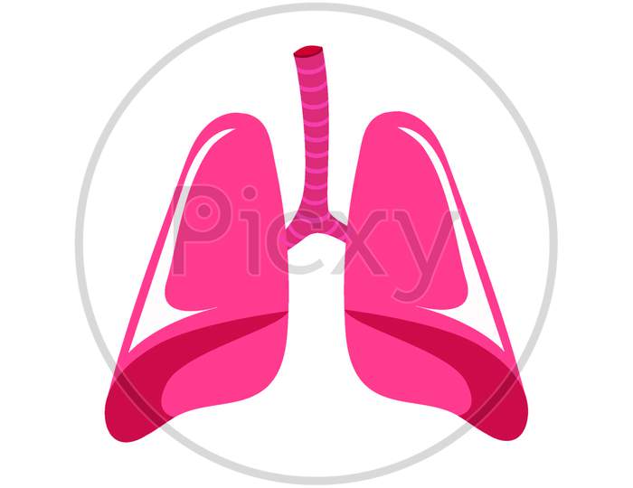 Lungs - human internal organ.