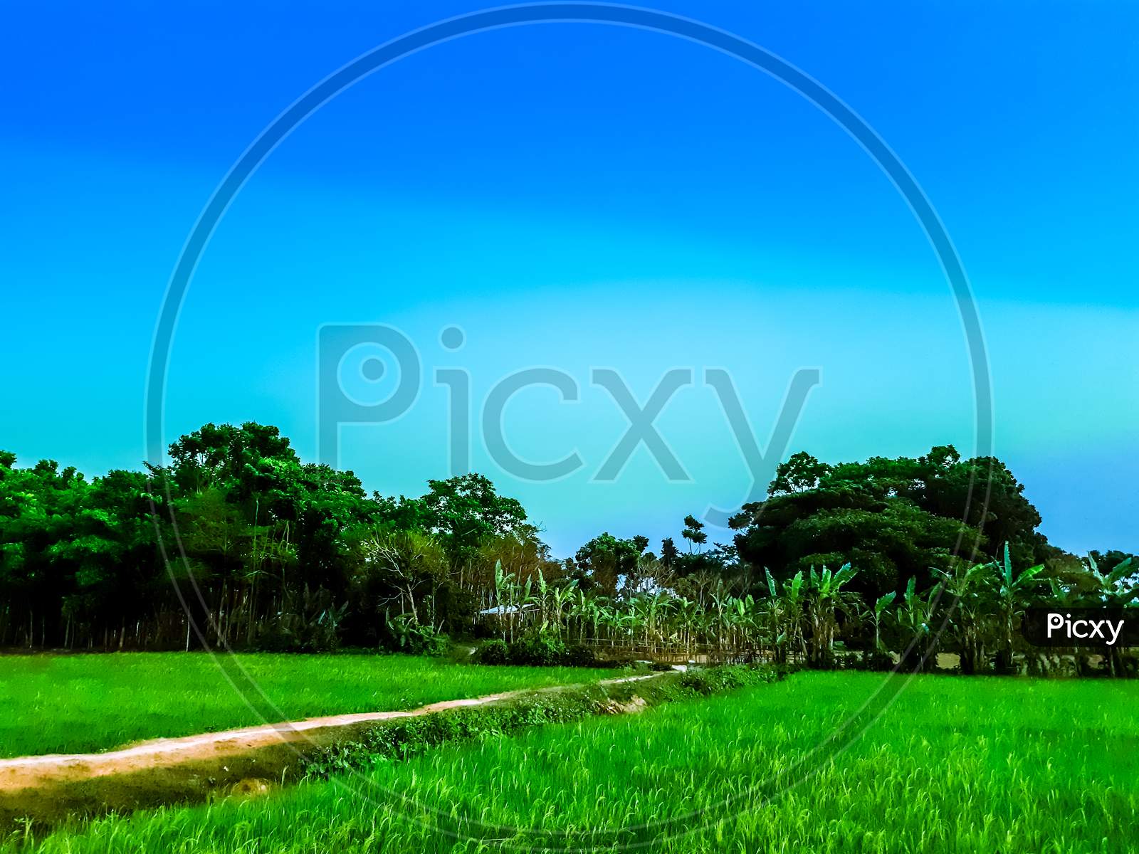 Blue Sky With White Clouds And Green Paddy Land And Made Way.