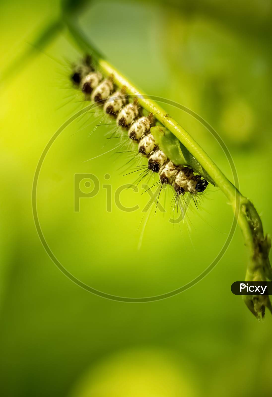 Caterpillar Eating A Leaf. Close Up Of Caterpillar Roaming And Eating A Green Leaf On Isolated On Green Background. Macro Photography.