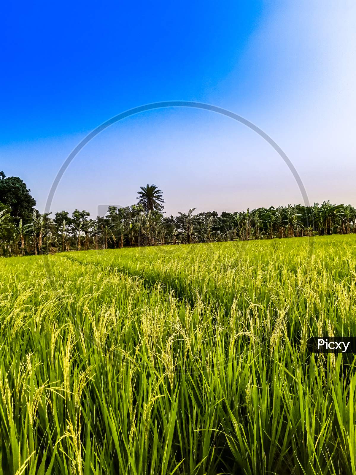 Green Paddy Land And Blue Sky With White Clouds And Environment.