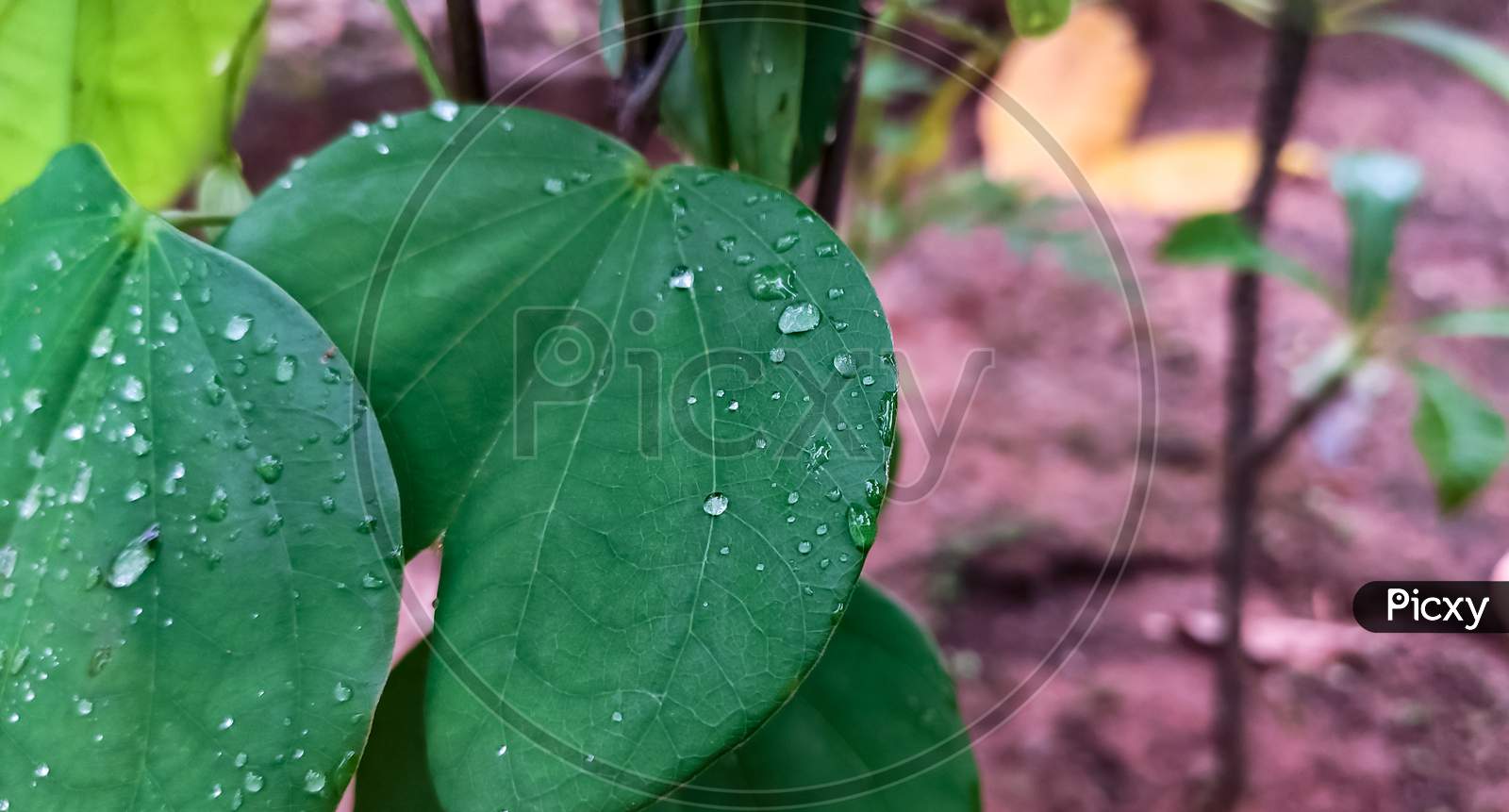 Water drops on green leaves