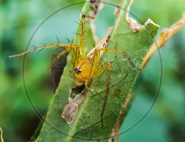 Yellow Color Spider Siting On The Green Color Grass Leaves And Green Background In The Garden.
