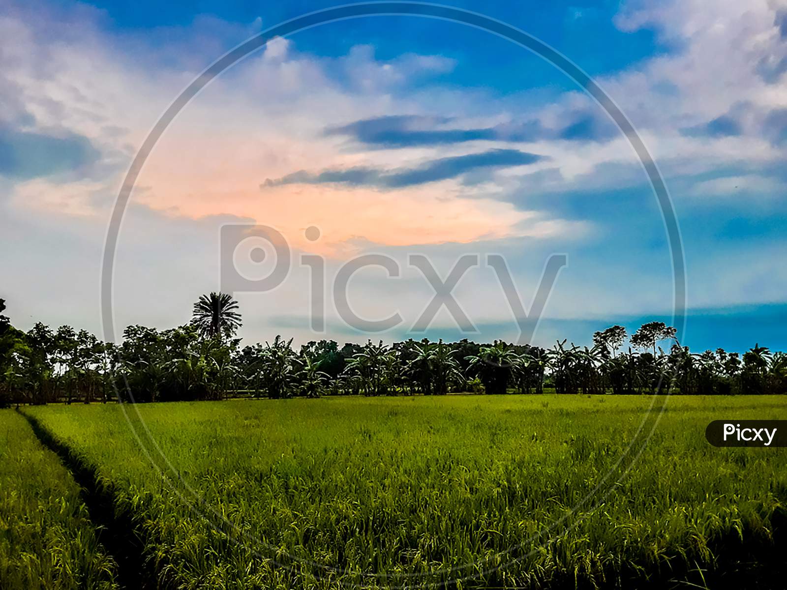 Blue Sky With White Clouds And Green Agriculture Paddy Land And Beautiful Environment At The Sunset Time.