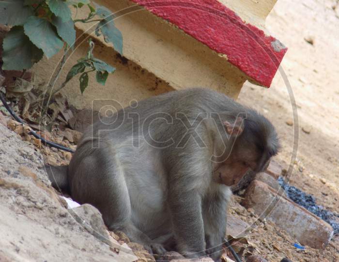 Monkey finding it's food in soil