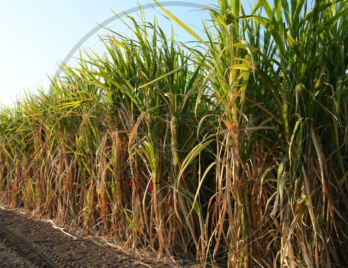 Sugarcane Farm of Gujarat, India, agriculture, Sugarcane farming