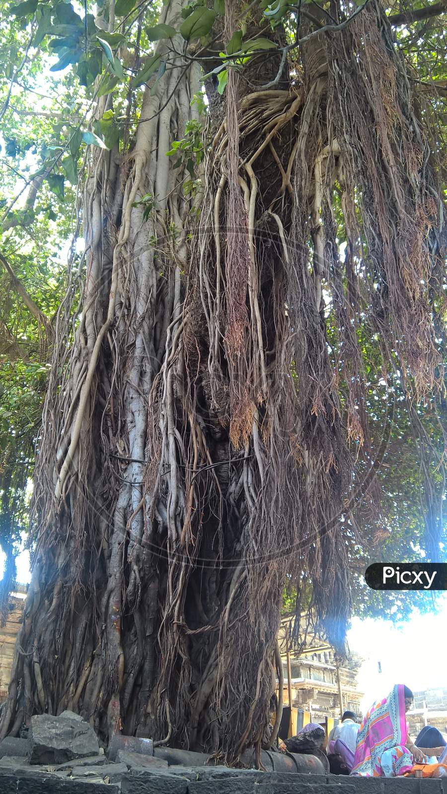 Banyan tree in a temple of India