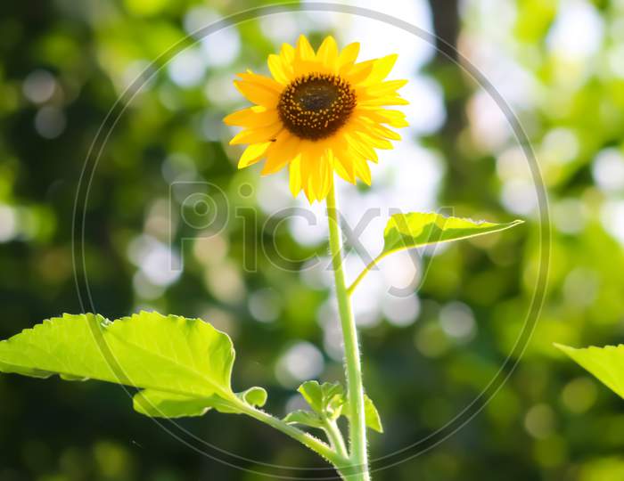 Sunflower focused pic