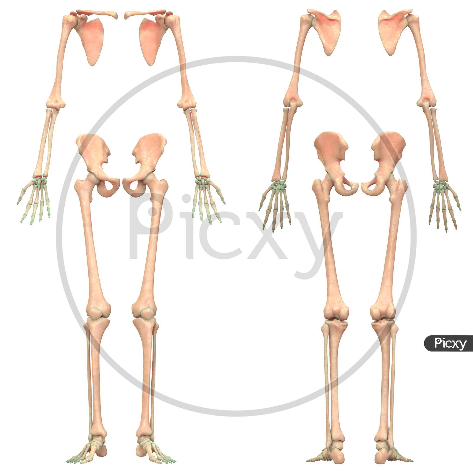 Human Skeleton System Appendicular Skeleton Anatomy