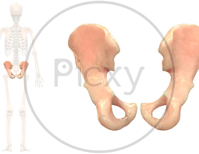 Human Skeleton System Hip Bone Joints Anatomy Posterior View