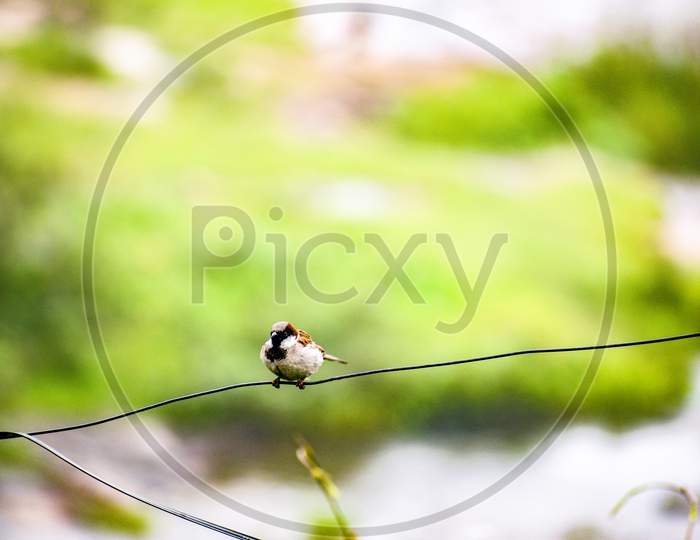 House sparrow sitting on wire backside green