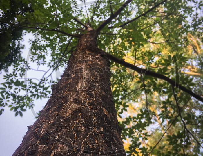 Nainital/India - May 8, 2020: too old tree in the naital forest, with blue sky, Nainital Tourism