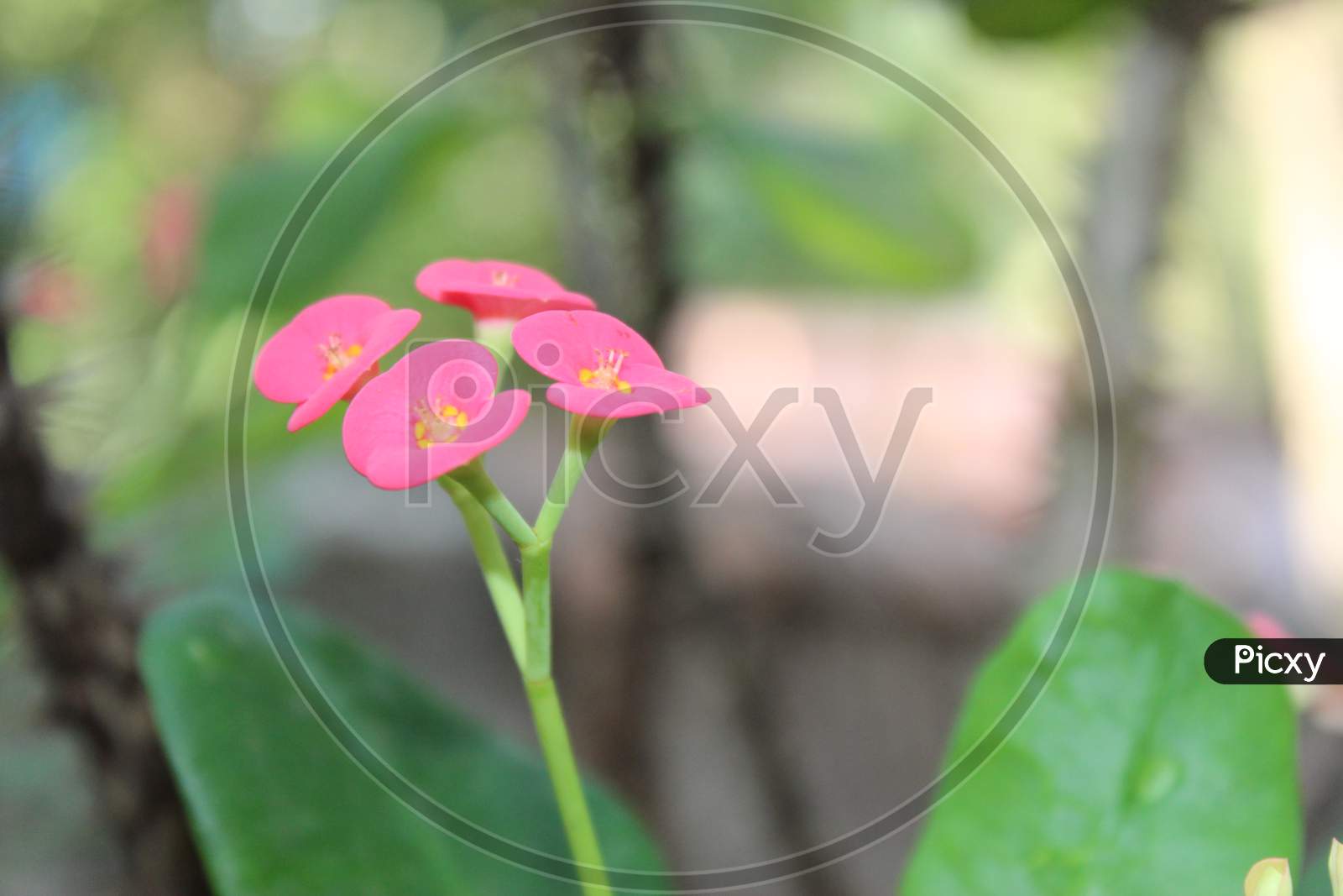 PINK FLOWERS WITH LONG LEAF