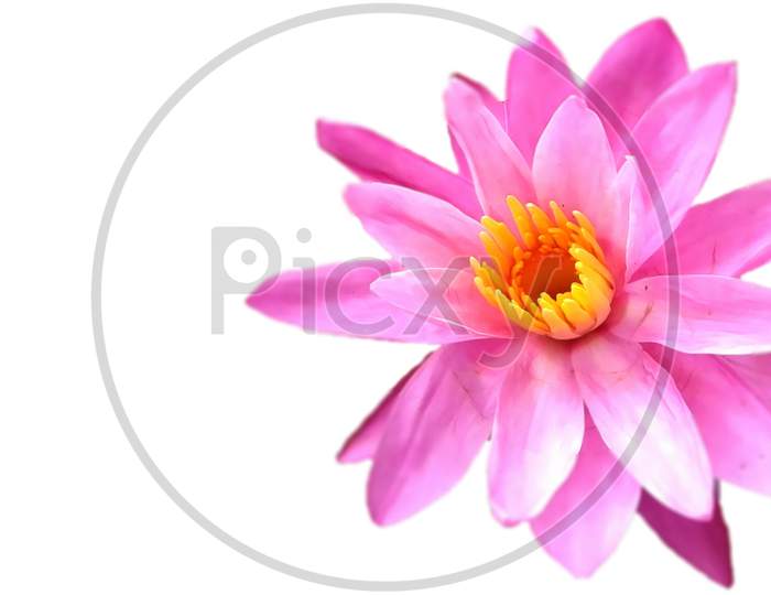 Water Lily With White Background