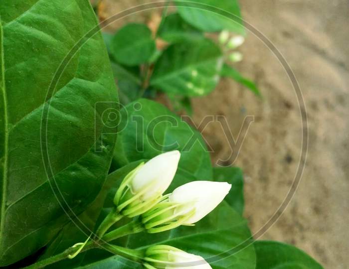 Jasminum sambac - Arabian jasmine or Sambac jasmine