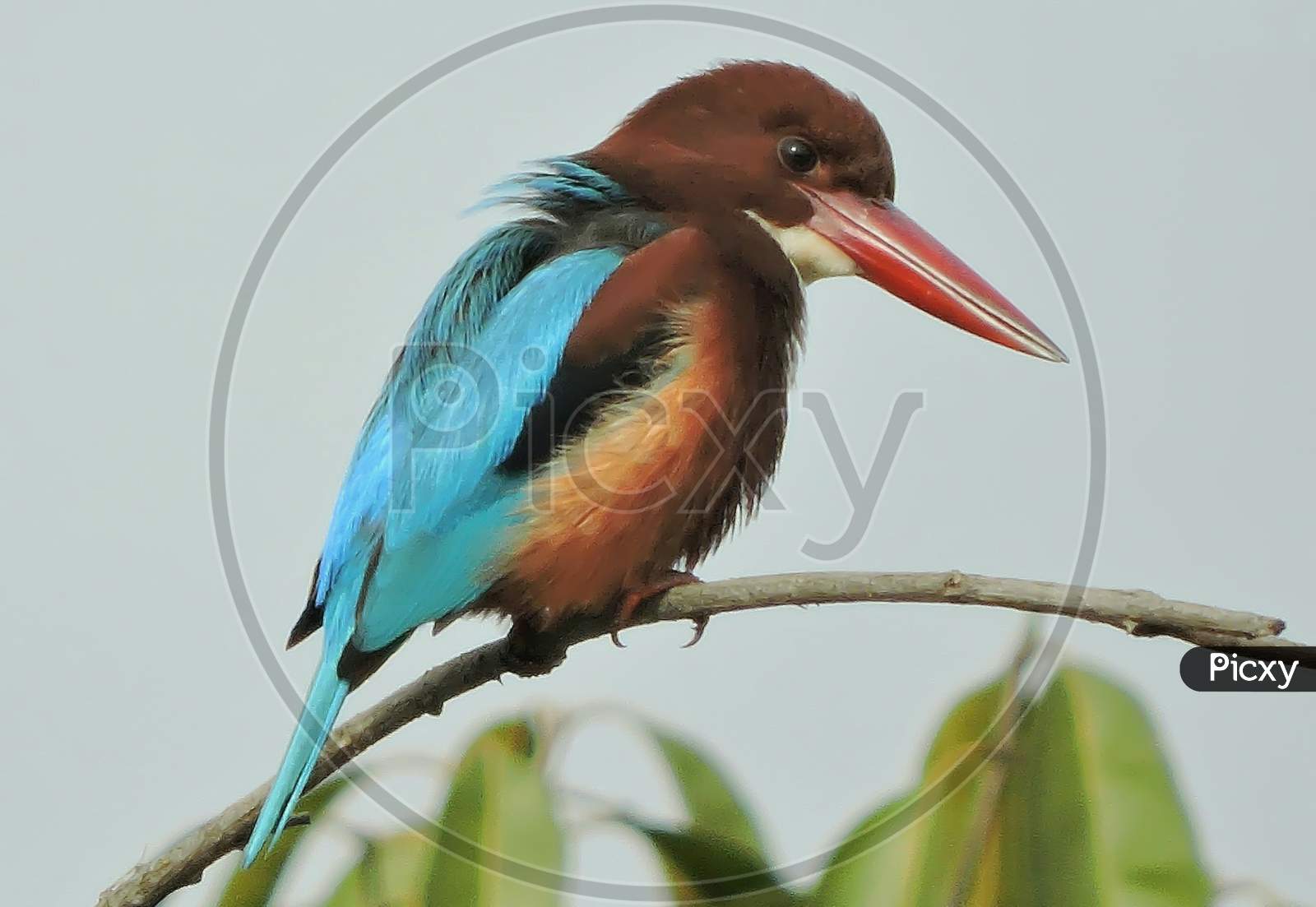White throated kingfisher or White breasted kingfisher