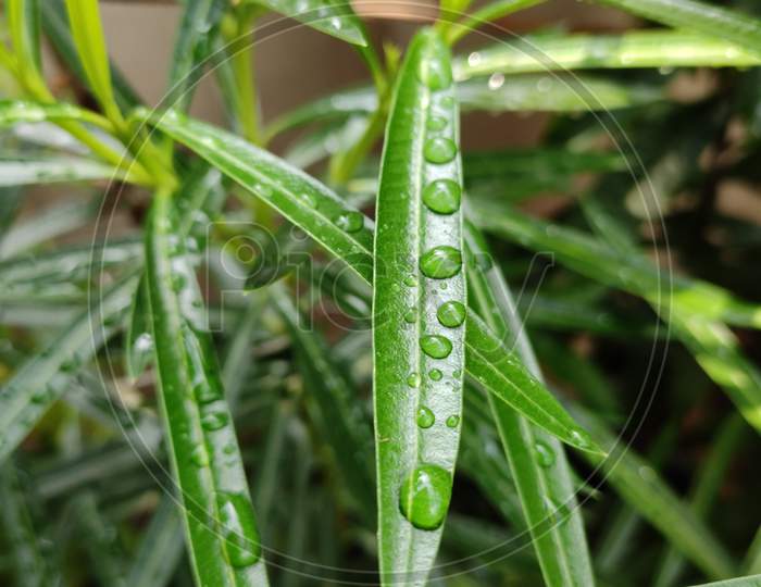 Green Leaves With Multiple Branches And Water Drops Focus At Center With Blurred And Isolated Background