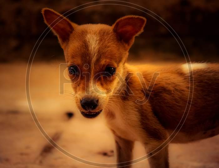 Portrait Of Street Dog Puppy Isolated On Evening Dark Sky Color Background. Stray Dog Puppy