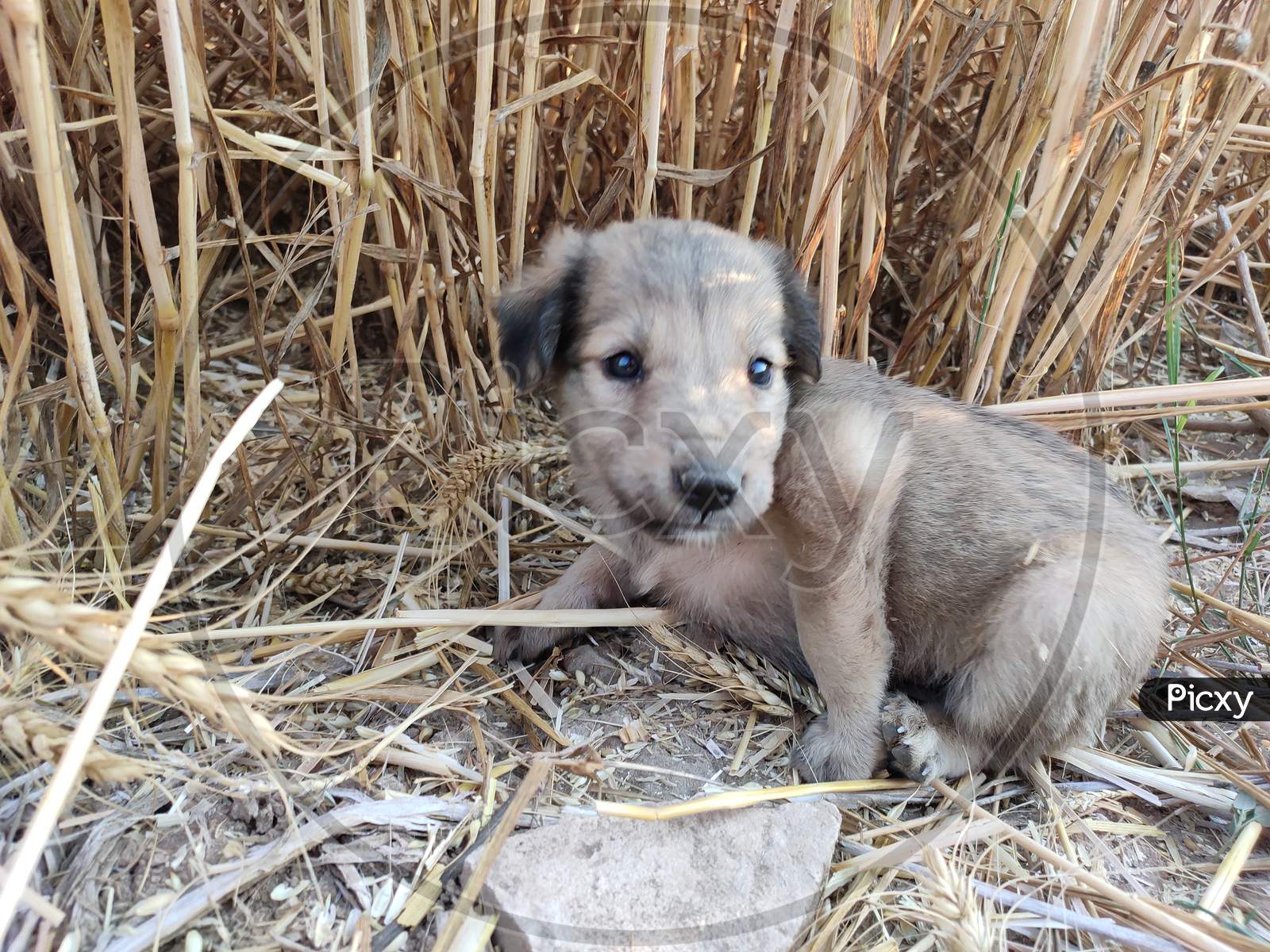 innocent puppy in the paddy farm