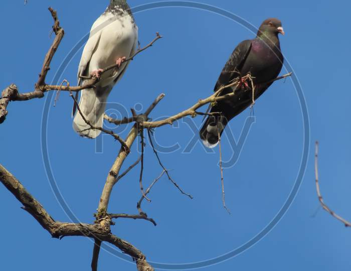 Beautiful couple of pigeons