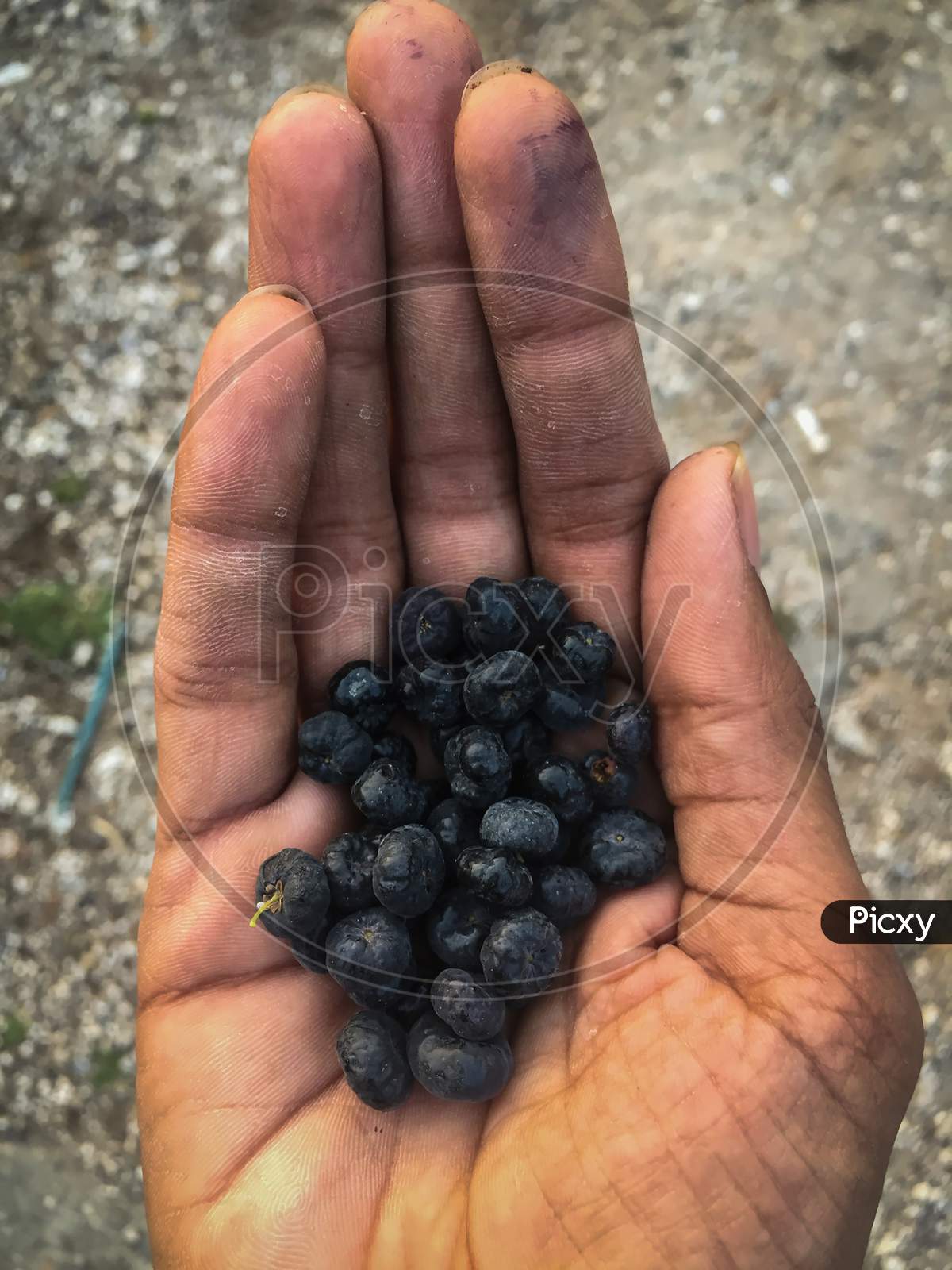 Nainital/India - May 8, 2020: blueberries in a hand, natural fruit in nainital forest