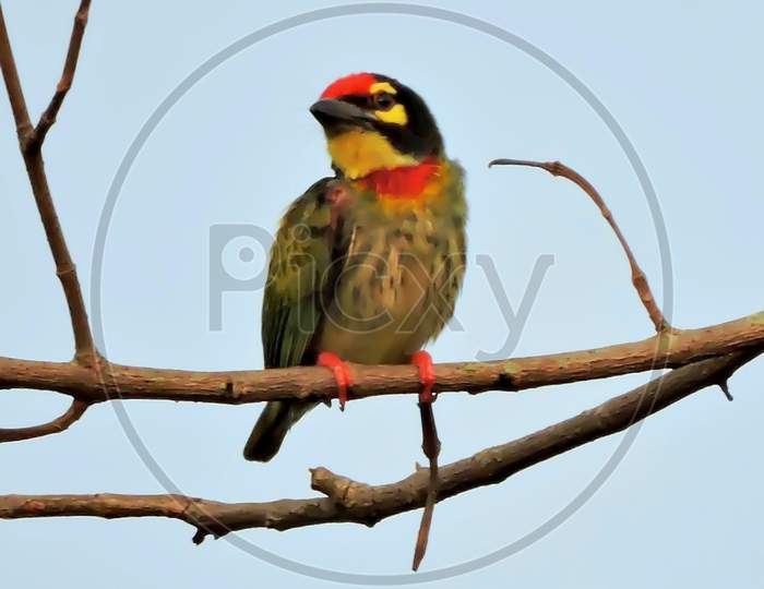 Coppersmith barbet or Crimson breasted barbet