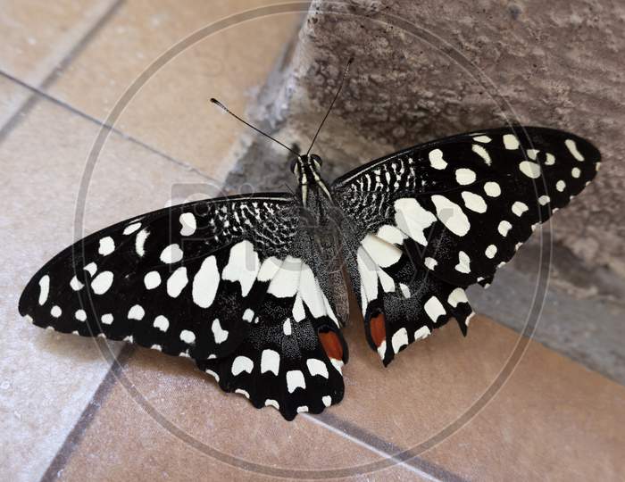 close up side view of beautiful butterfly