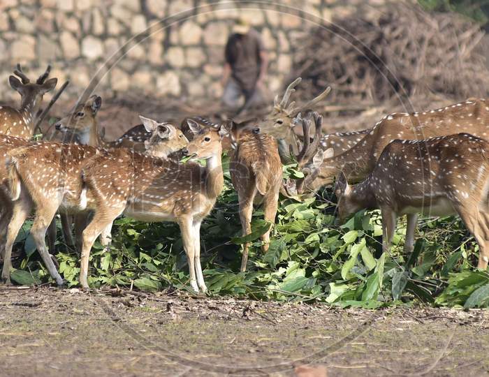 Deers  At  Assam State Zoo ,Guwahati