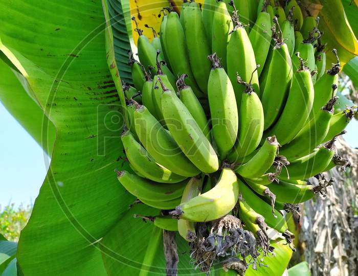 Cluster of plantains of Indian garden.