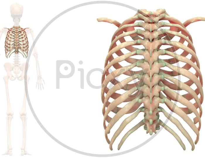 Human Skeleton System Thoracic Skeleton Bone Joints Anatomy Posterior View