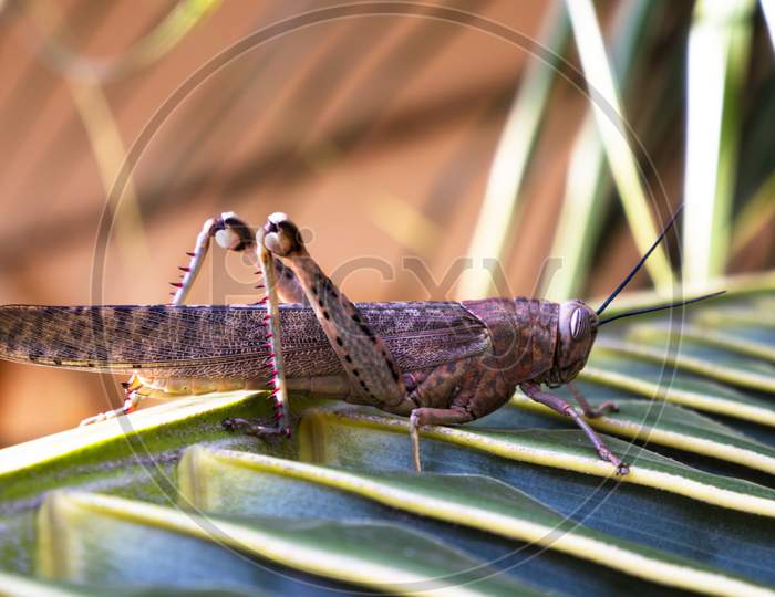 grasshopper isolated on palm leaves