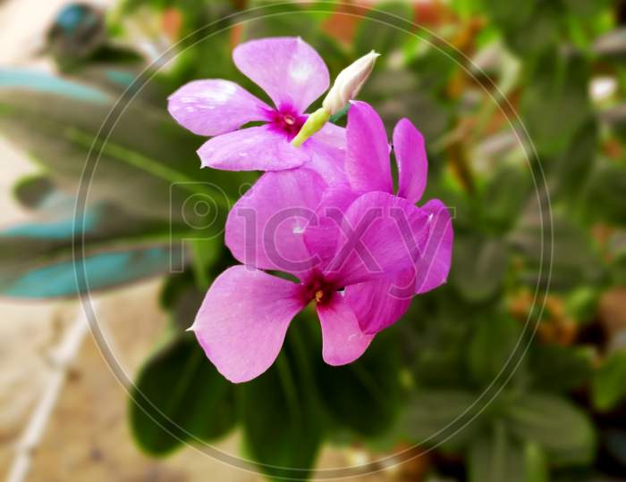 Madagascar Periwinkle is an evergreen plant