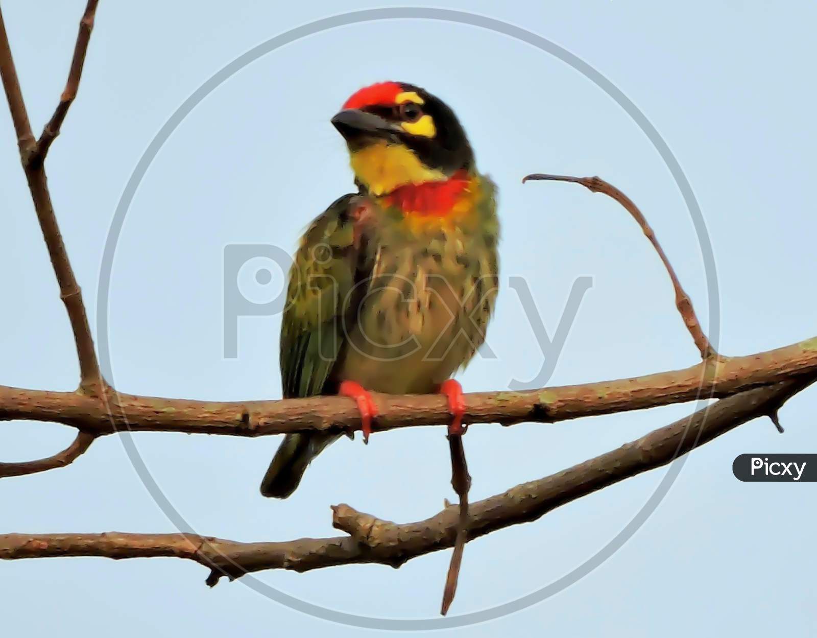 Coppersmith barbet or Crimson breasted barbet