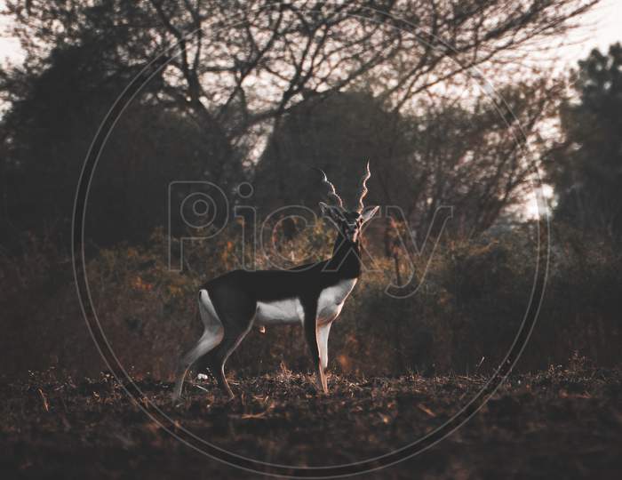 A Male Blackbuck (Antilope Cervicapra) Also Known As Indian Antelope, In A Dry Farm, Akola,Maharashtra,India