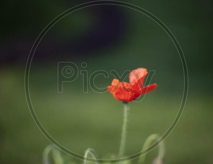 Blurred image of a fresh red wild flower and buds planted in a garden in green leafy background. Indian flowers.