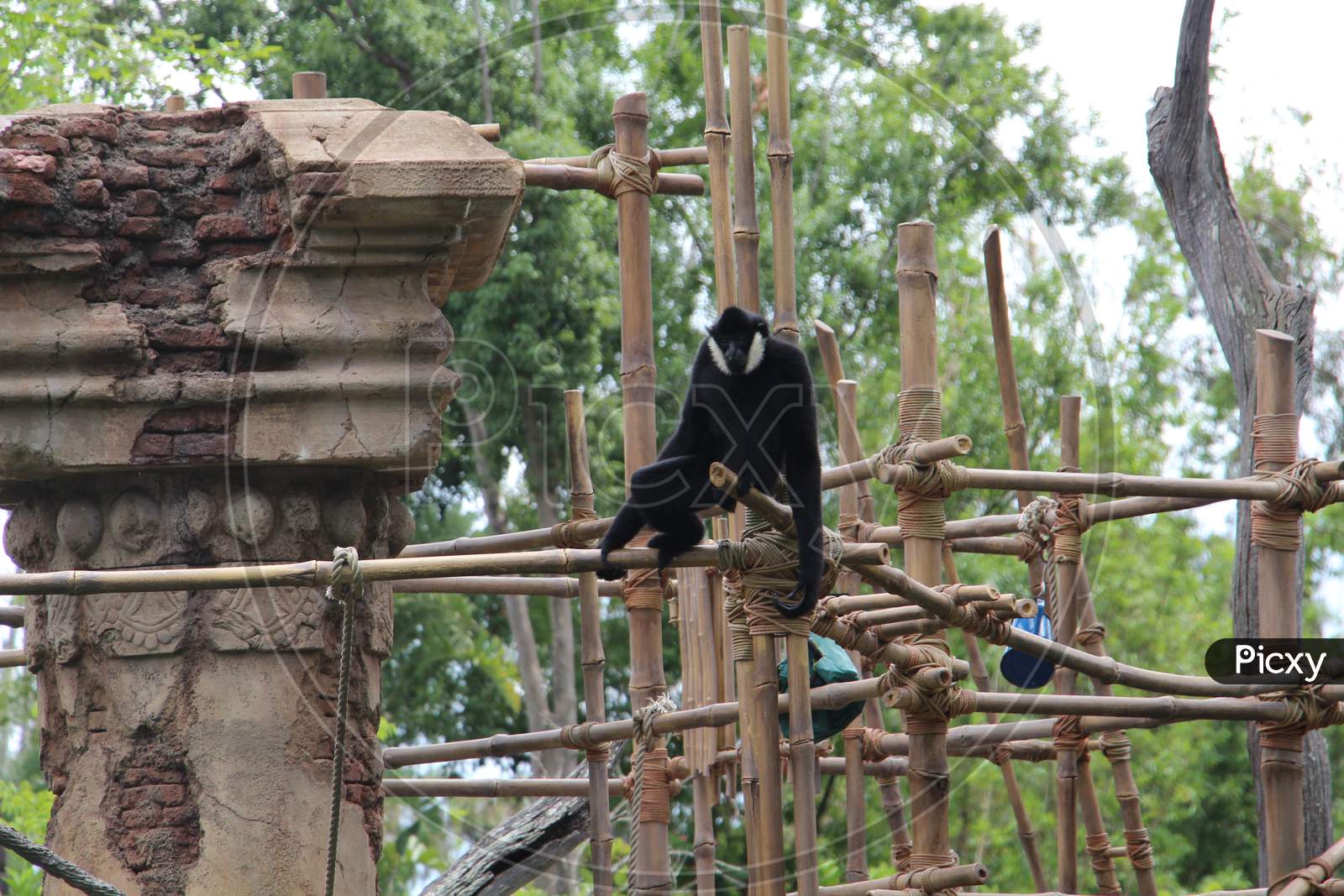 monkey sitting on railings