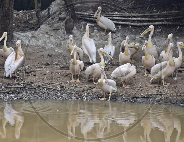 Pelican Birds Taking Sunlight At Assam State Zoo In Guwahati
