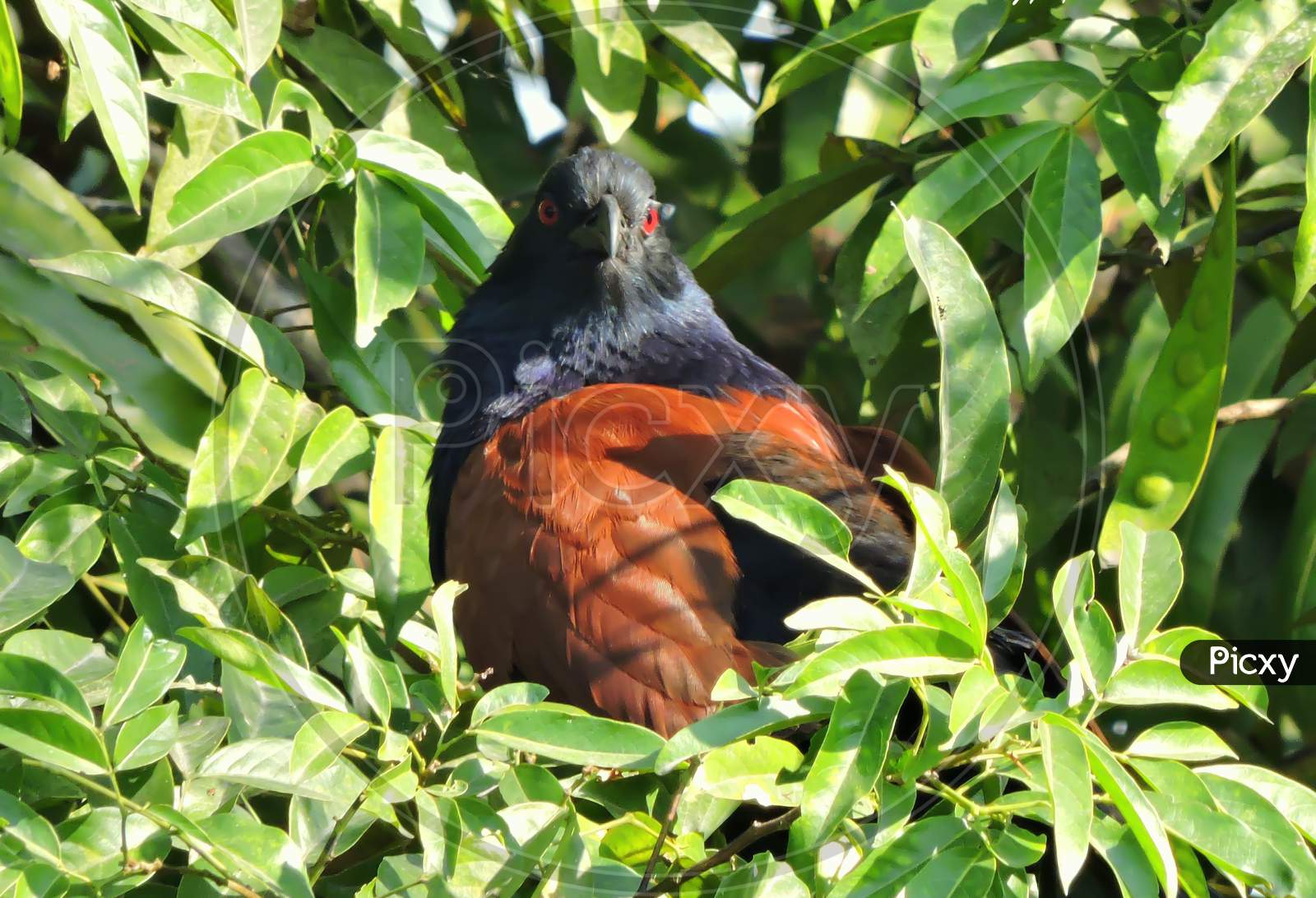 Greater coucal or Crow pheasant