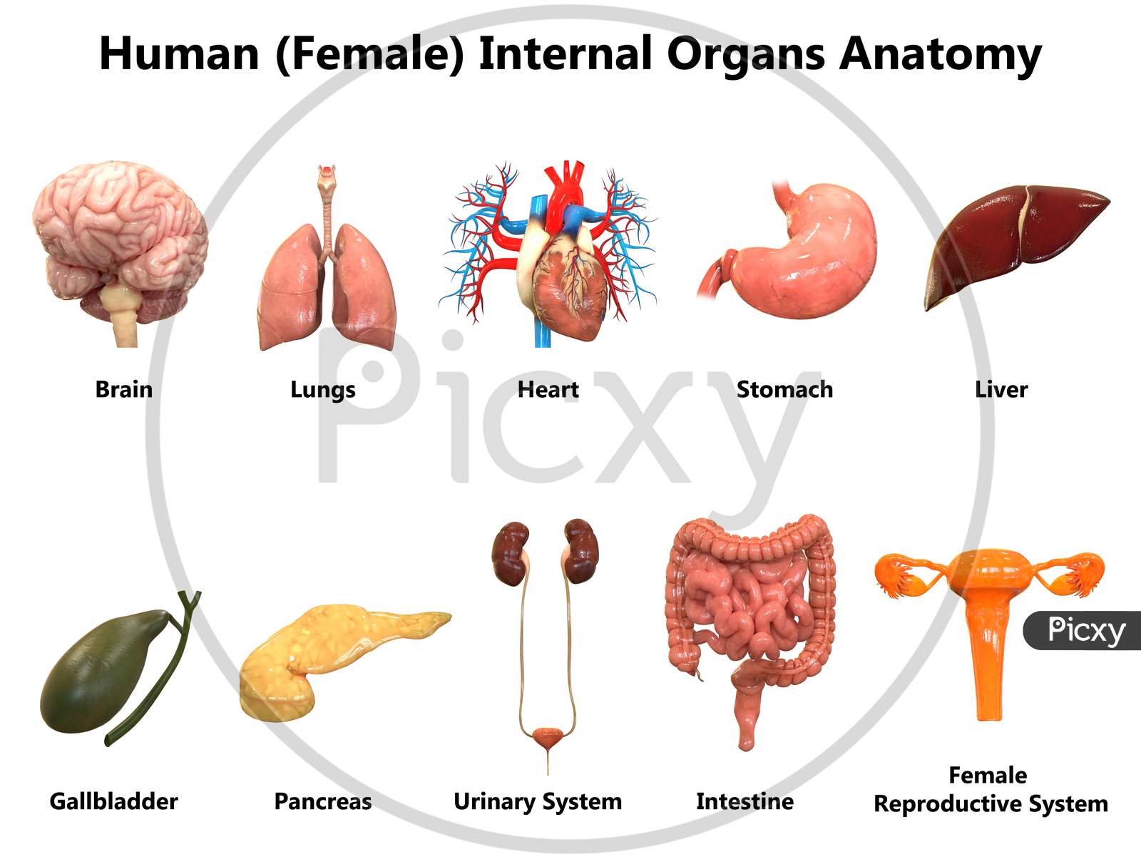 Anatomy Of The Female Body Internal Organs