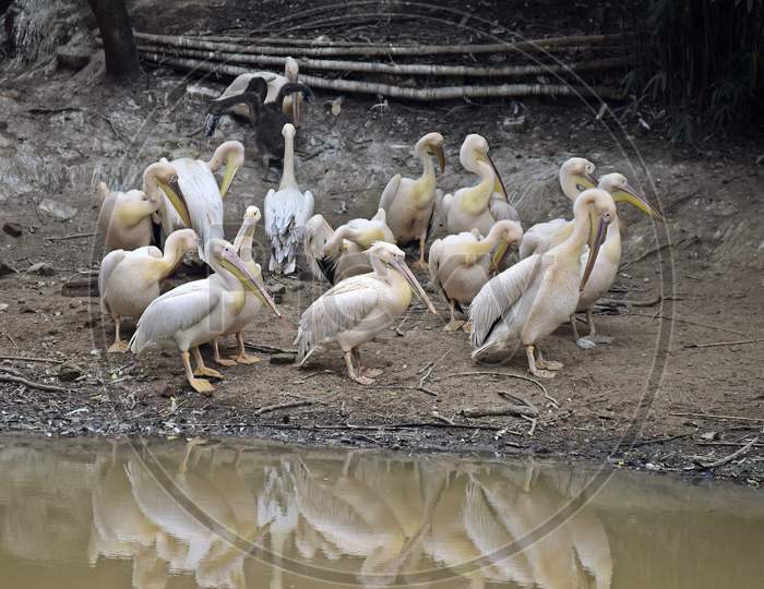 Pelican Birds Taking Sunlight At Assam State Zoo In Guwahati