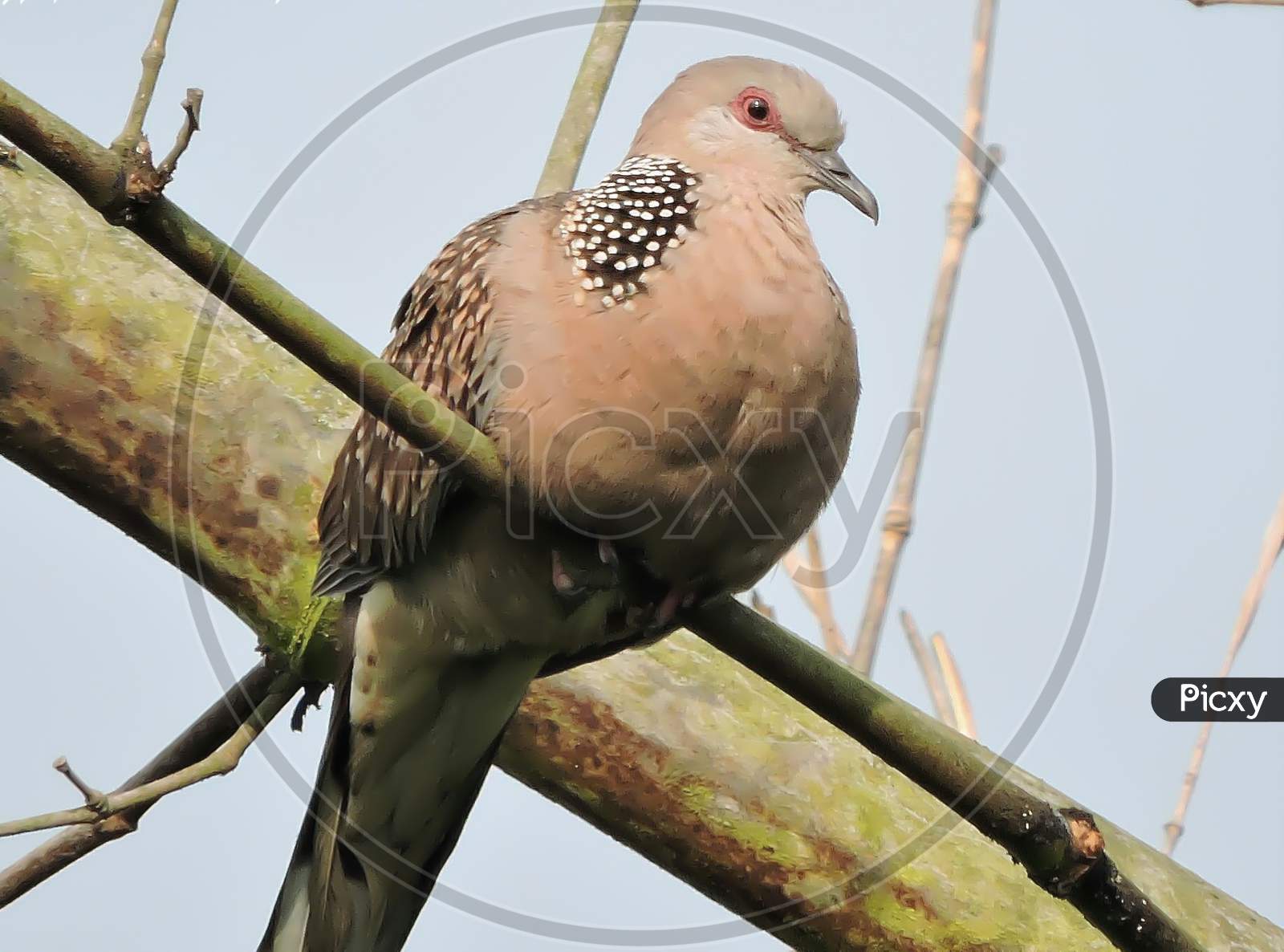 Spotted dove