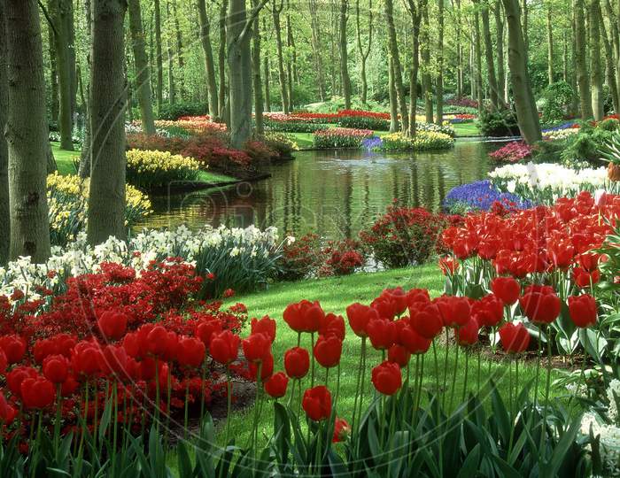 Scenic beauty, nature, Tree, flowers