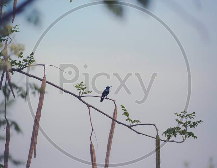 morning bird on a drumstick tree