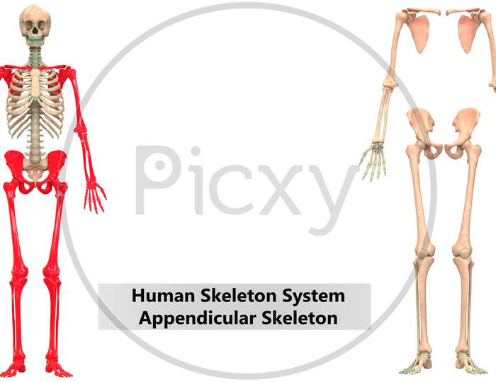 Human Skeleton System Appendicular Skeleton Anatomy Anterior View