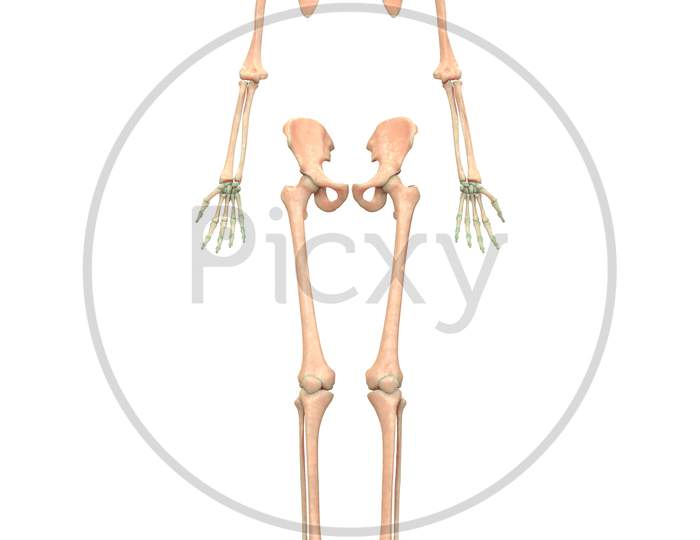 Human Skeleton System Appendicular Skeleton Anatomy Anterior View