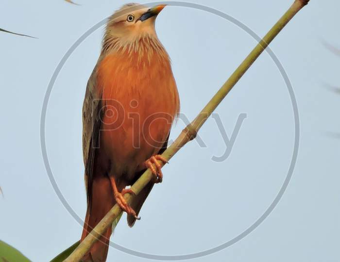 Grey headed myna or Chestnut tailed starling